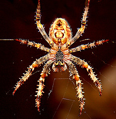 spiders snails & creepy-crawlies(BBC2C)