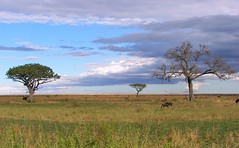 Day 06 Serengeti - Landscape