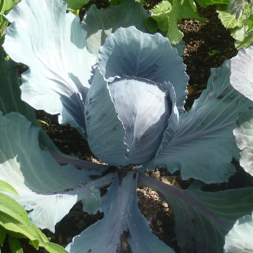 Blue Cabbage