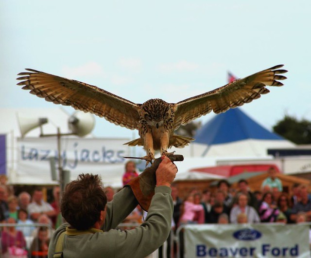The Eagle Owl Has Landed!