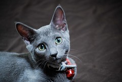 Coo the Russian Blue