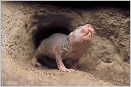 Naked Mole Rat (Heterocephalus glaber)