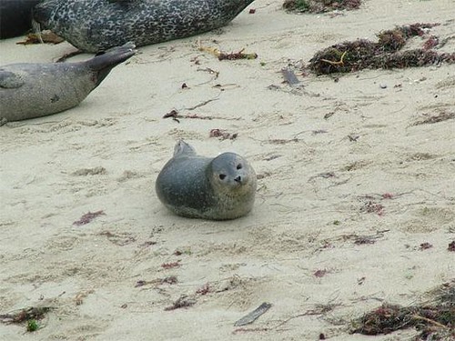 baby seal pictures