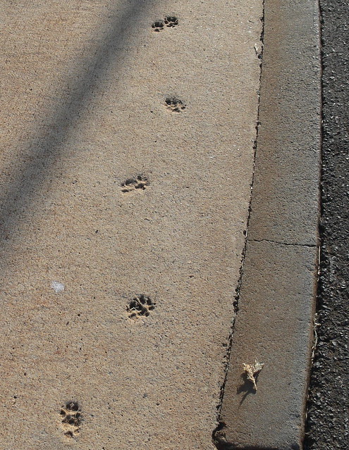 paw prints in the concrete | Flickr - Photo Sharing!