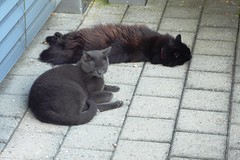 Tabby, Nera, Fluffy and other cats