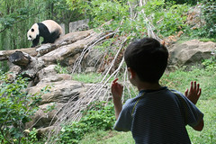connecting with giant pandas