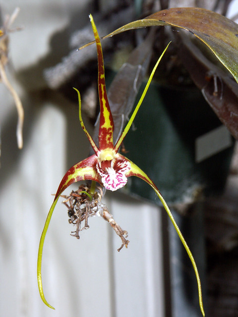 Dendrobium tetragonum species orchid