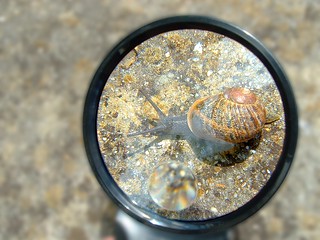 escargot / snail