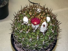 cacti & succulents 2 (full)