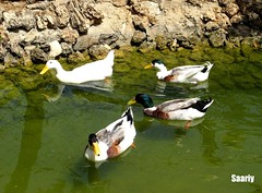 Seagulls,Ducks & Pigeons