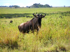 Day 06 Serengeti - Wildebeest