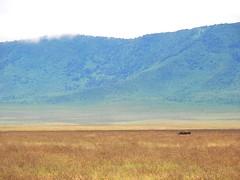 -Day 08 Ngorongoro - Rhino