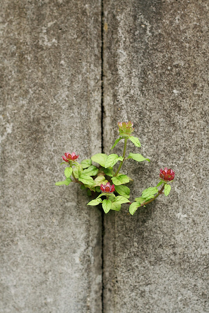 concrete flower