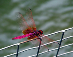 Dragonflys n macro shots n stuff