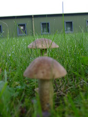 Mushrooms, Pics that I took last season