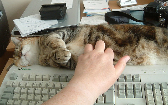 typing on her belly!