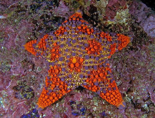 Asterodiscides truncatus (Firebrick Seastar)3, Batemans Marine Park
