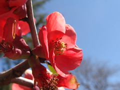 Quince flowers (from flowering quinces)