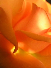 my orange rose
