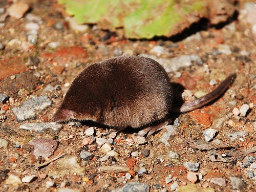 pygmy shrew