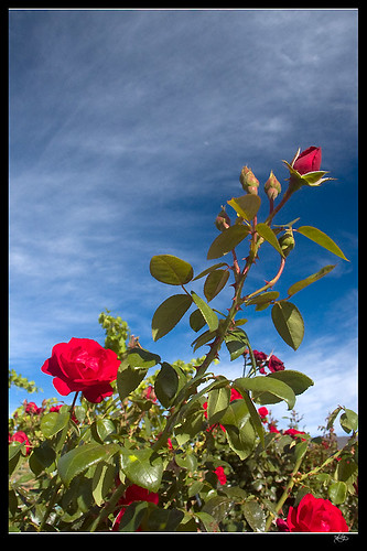 葡萄田前面的玫瑰