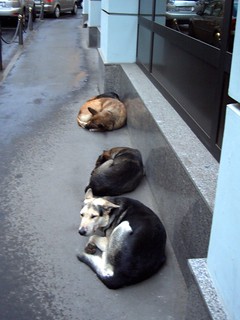 Stray Moscow dogs in the city centre