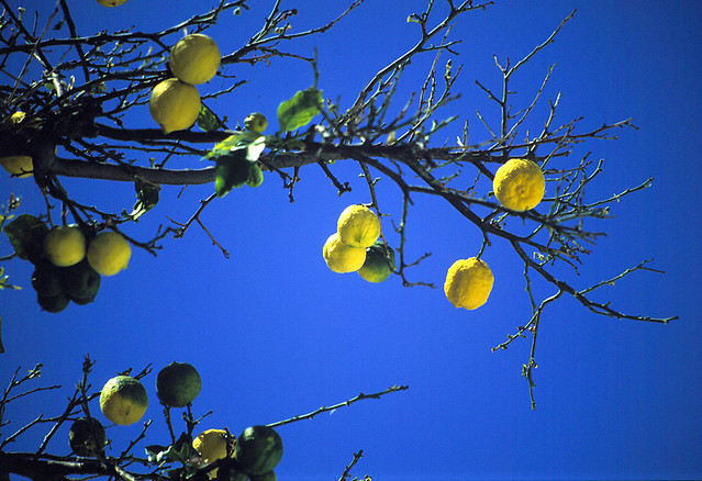 lemon tree very pretty and the lemon flower is sweet