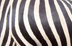 All Zebra Images
