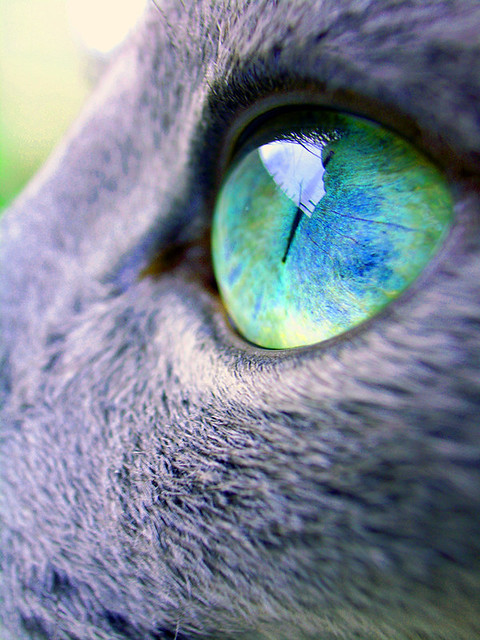 Reserved Love My Russian Blue 42