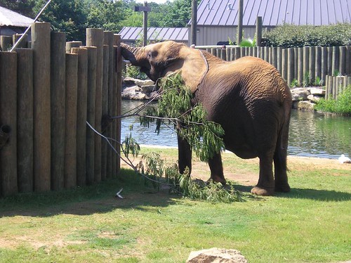 Elephant exhibit at the Montgomery Zoo