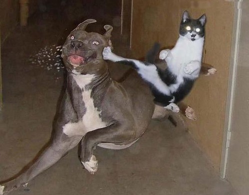 cat_vs_dog