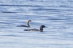 PACIFIC LOON