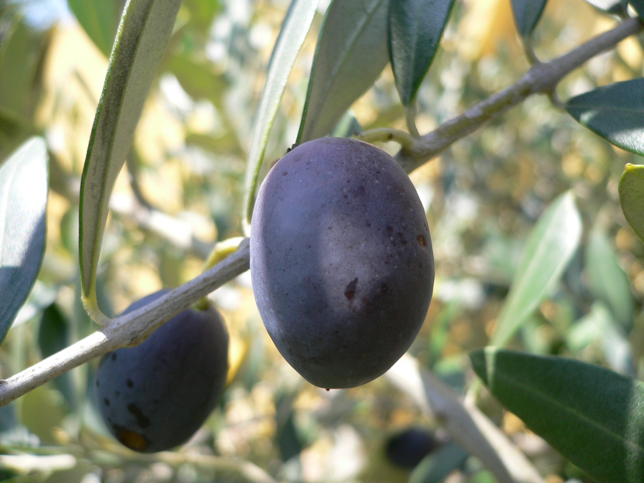 Olives "Leccino"  for extravirgin olive oil