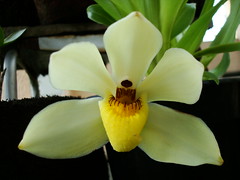 Minhas orquídeas