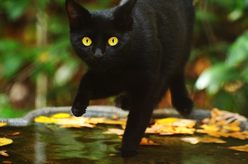 Black Cat in Birdbath