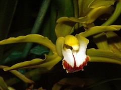  orchid hybrids i've bloomed #12 (full)