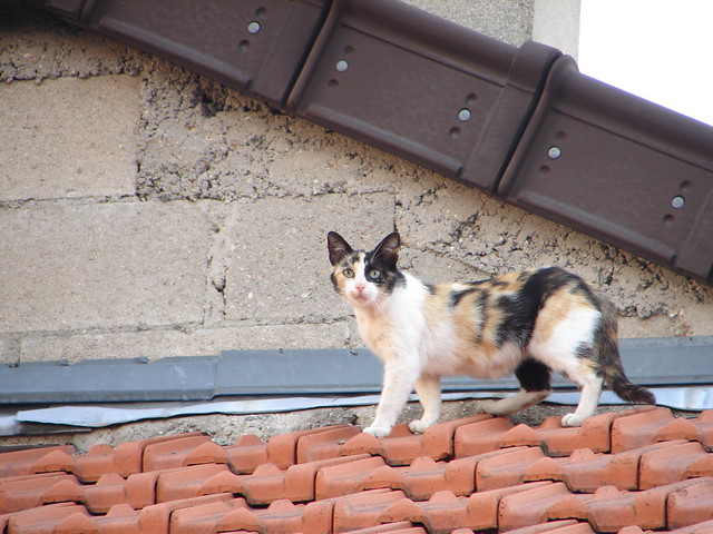 Cats on my roof-07
