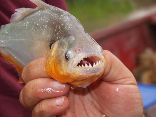 Venezuelan Red-Bellied Piranha - Photo by Anja Osswald - March-2007