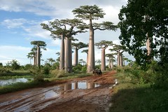 Madagascar 2003