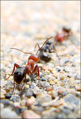 War of the ants