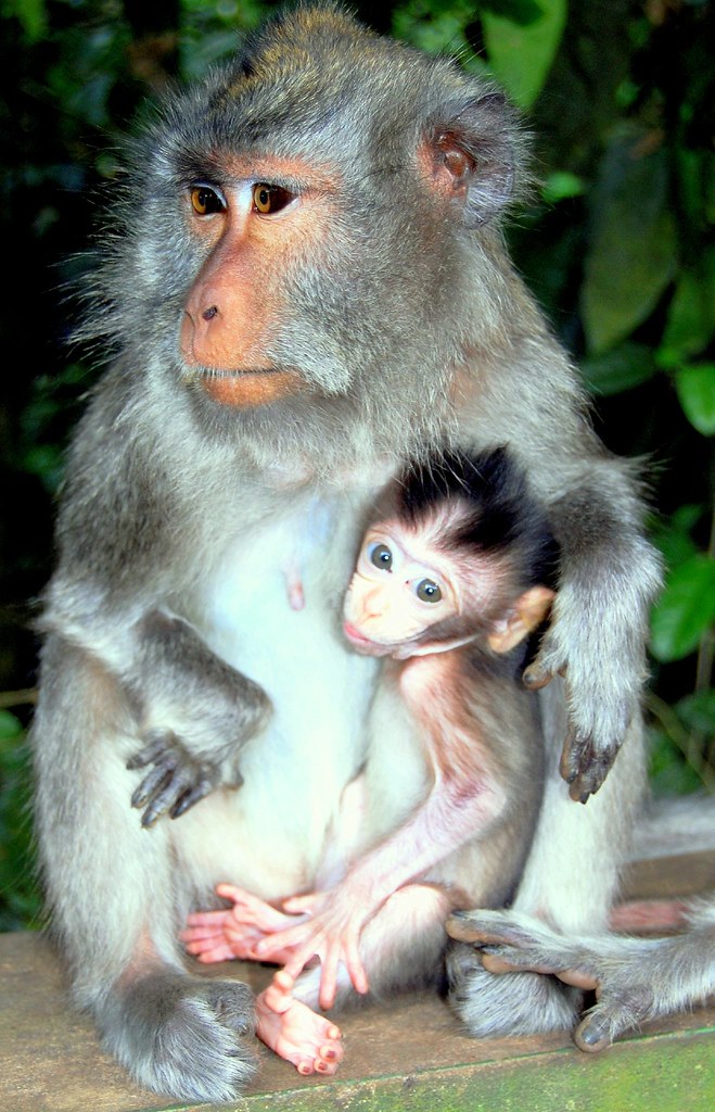 Mom and Baby (Bali)