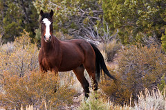 Wild Horses Of Nevada 