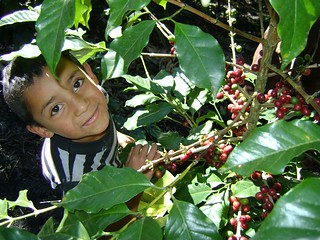 Roelito harvesting coffee