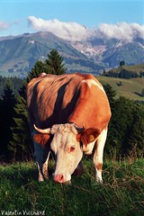 Vaches et animaux de rentes en Gruyère