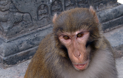 Swayambhunath Monkey Face, Kathmandu, Nepal by Peter Akkermans Fotoakkermans.nl