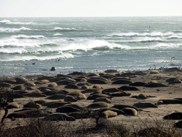 Elephant Seals at Ano Nuevo State Park, CA