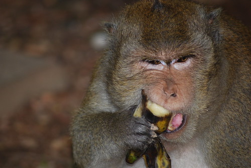 Monkey eat banana!