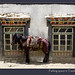taschi-dzom-parking-horse-tibet