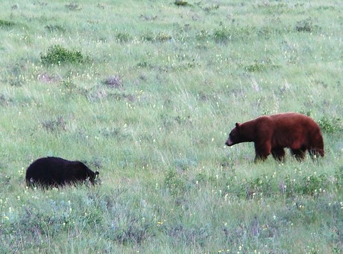 grizzly and black