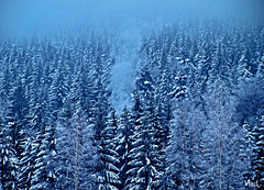 位於Poiana Brasov的森林，當地為羅馬尼亞著名滑雪勝地及遊客中心。(Vlad Aryicu攝)